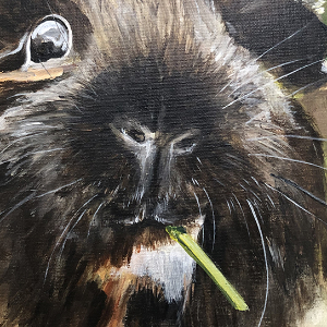 Close up of a guinea pig eating a piece of celery. 